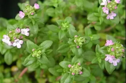 آویشن کوهی ارگانیک ایران خرید و قیمت عمده آویشن صادراتی زاگرس